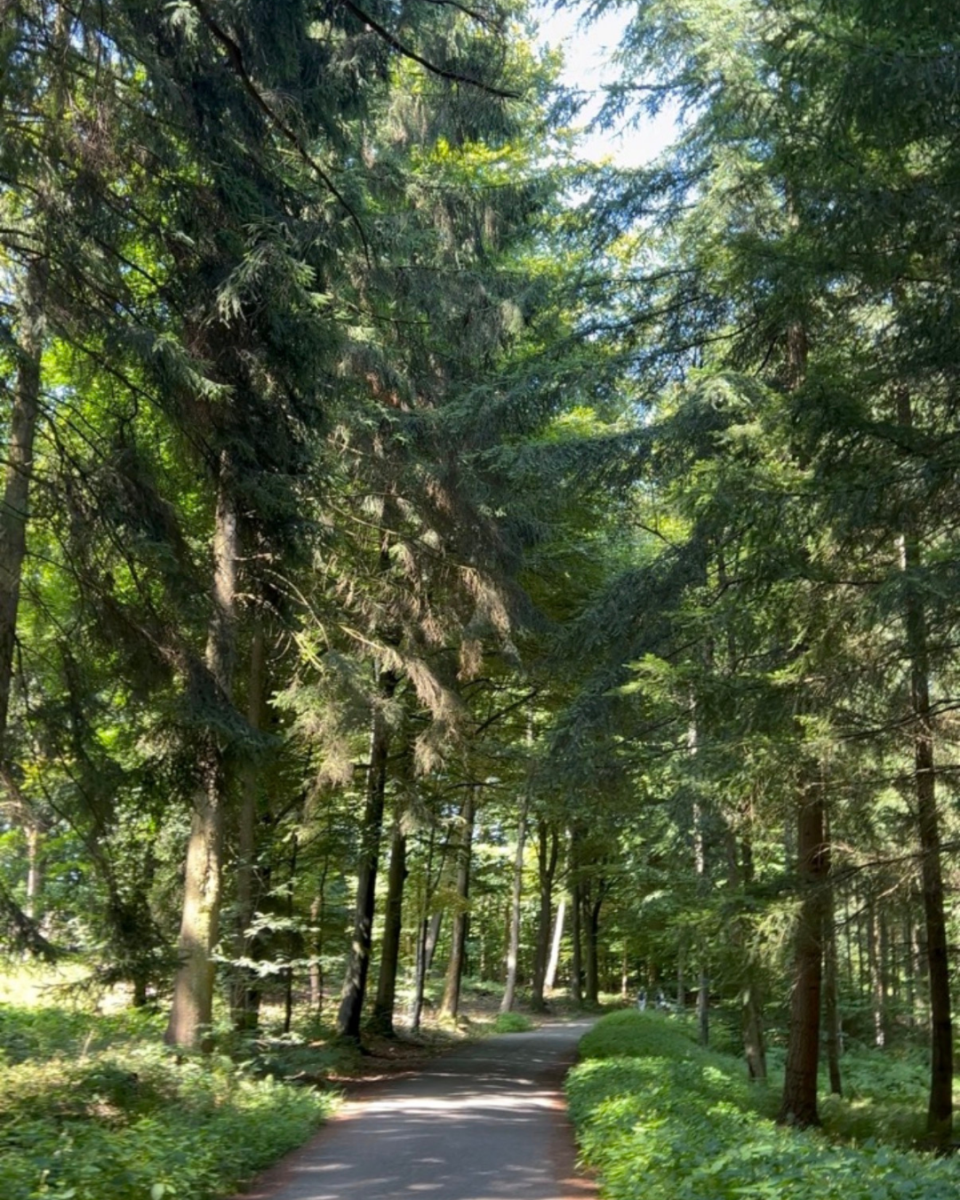 haded walking path lined by tall trees in the Preuswald Forest.