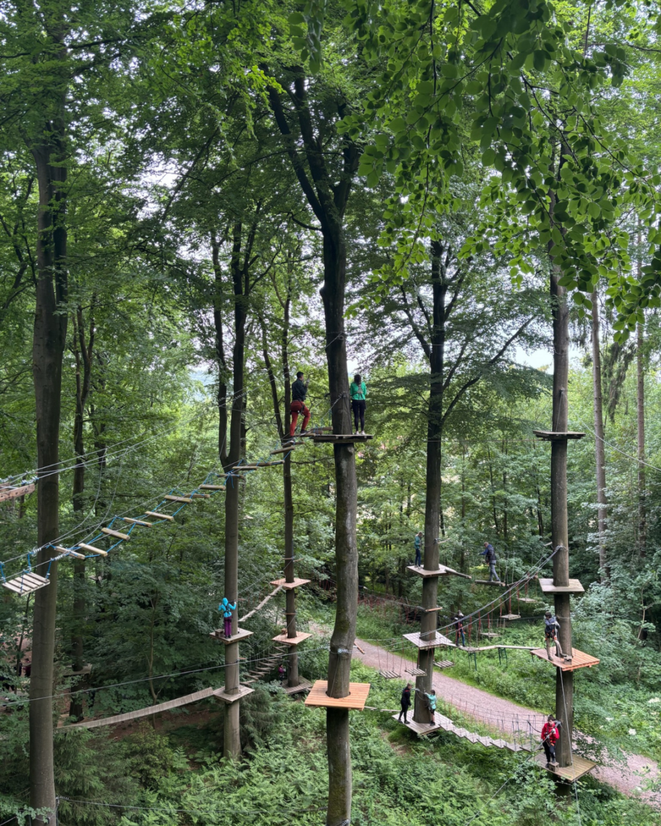 People navigating a challenging wooden and rope high-ropes course among tall trees in a lush green forest.